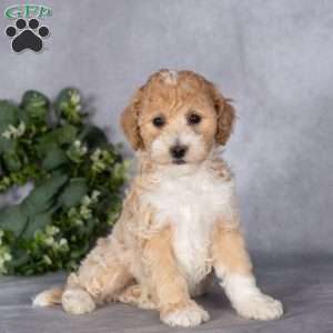 Belle, Bich-Poo Puppy